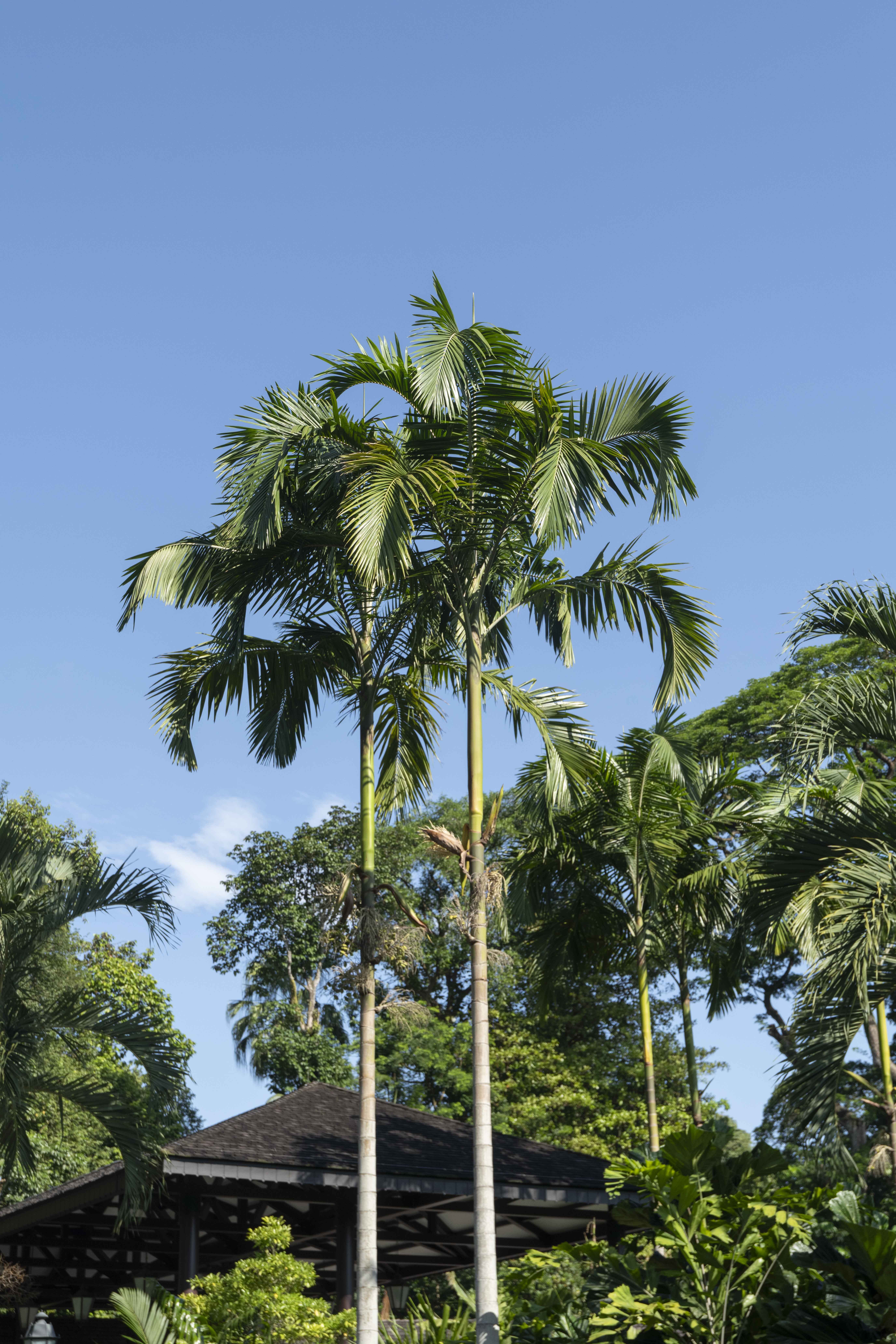 Actinorhytis calapparia at Singapore Botanic Gardens