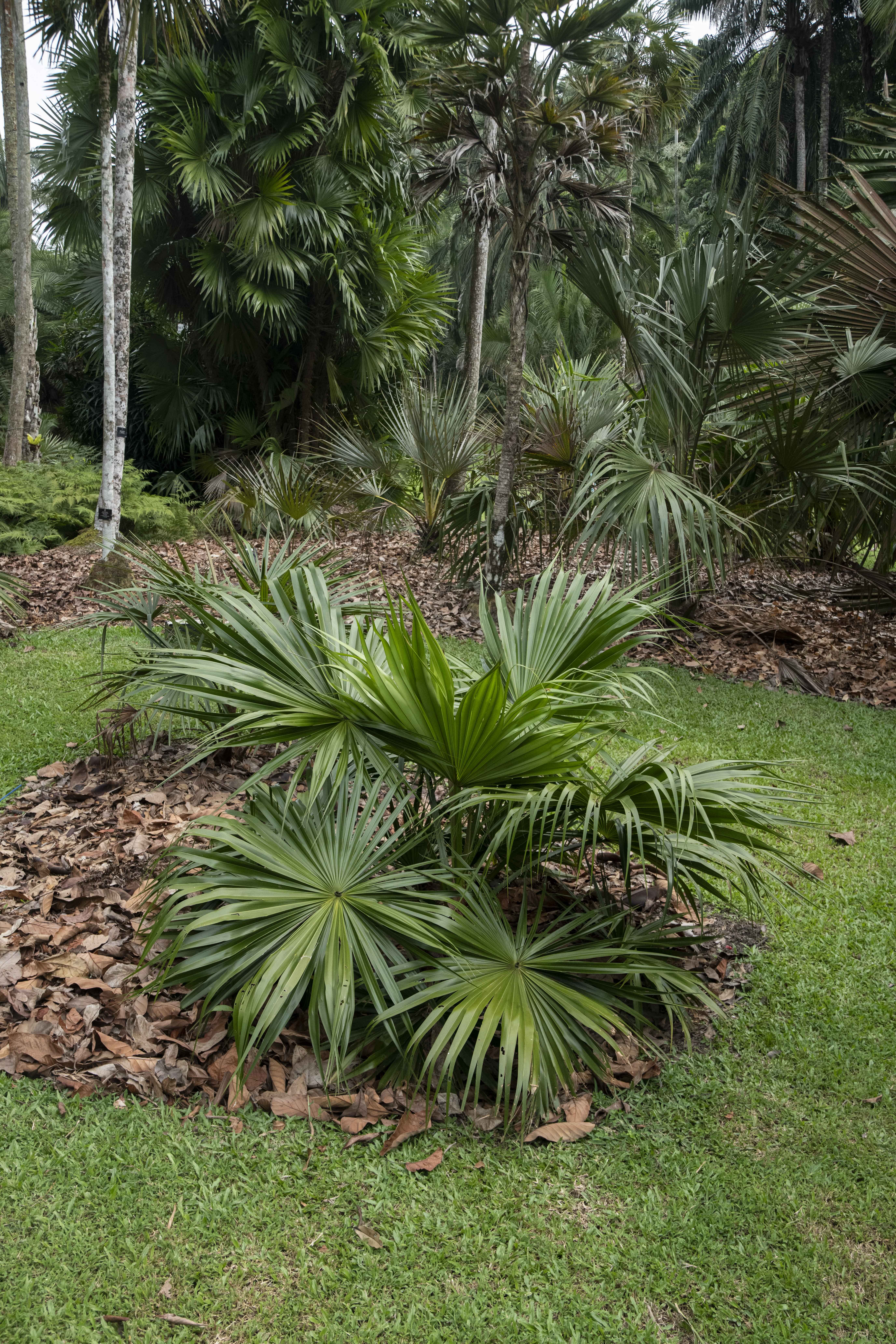 Livistona boninensis at Singapore Botanic Gardens