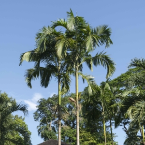 Actinorhytis calapparia at Singapore Botanic Gardens