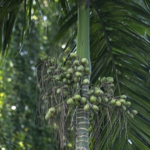 Areca hutchinsoniana
