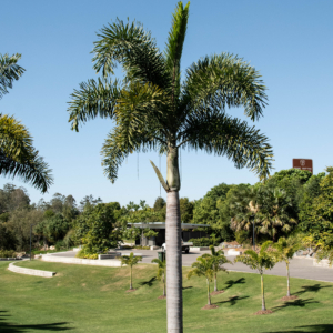 Wodyetia bifurcata in Brisbane