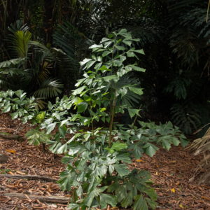 Caryota monostachya