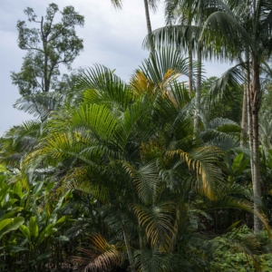 Chrysalidocarpus arenarum at Singapore Botanic Gardens