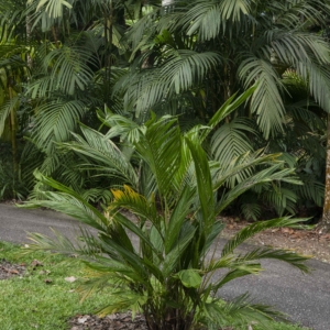 Chrysalidocarpus lutescens (fused leaves) at Singapore Botanic Gardens