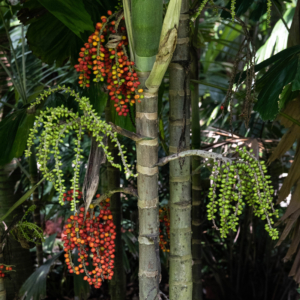 Drymophloeus oliviformis