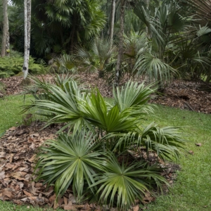 Livistona boninensis at Singapore Botanic Gardens