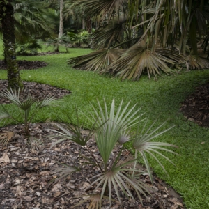 Livistona nasmophila at Singapore Botanic Gardens