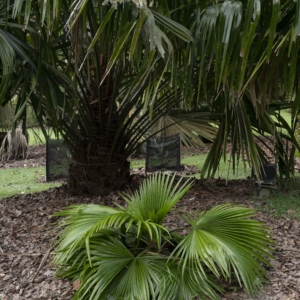 Saribus tothur at Singapore Botanic Gardens