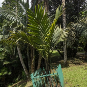 Nenga gajah