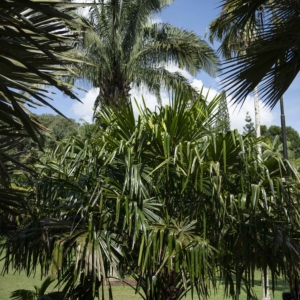 Pholidocarpus macrocarpus