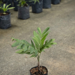 Pinanga auriculata var. merguensis