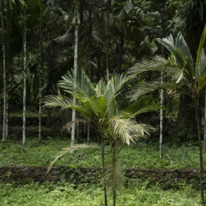 Pinanga philippinensis