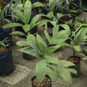 Pinanga sierramadreana