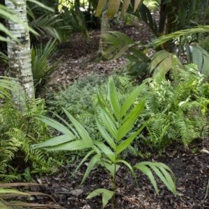 Pinanga urdanetensis