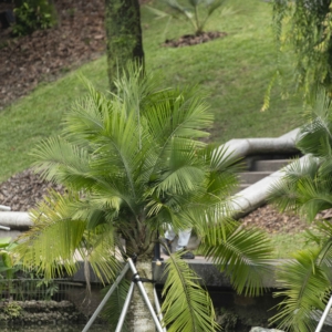Ravenea rivularis in the water at Singapore Botanic Gardens