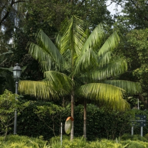 Rhopaloblaste ceramica