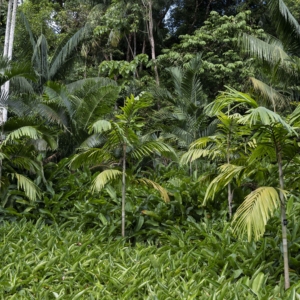 Wallaceodoxa raja-ampat at Singapore Botanic Gardens