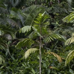 Wallaceodoxa raja-ampat