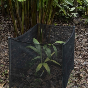 Manjekia maturbongsii