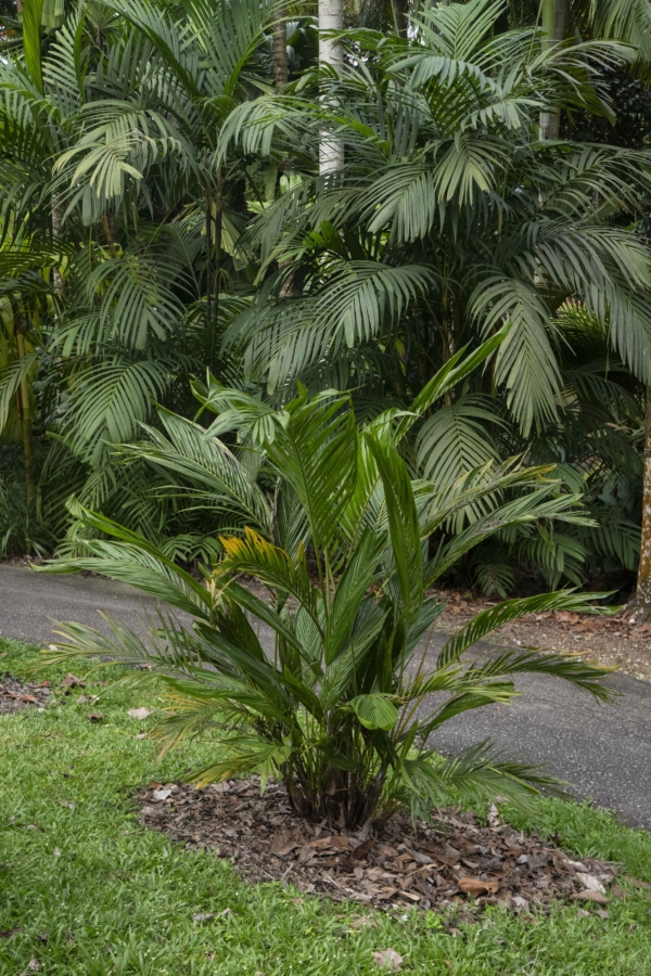 Chrysalidocarpus lutescens