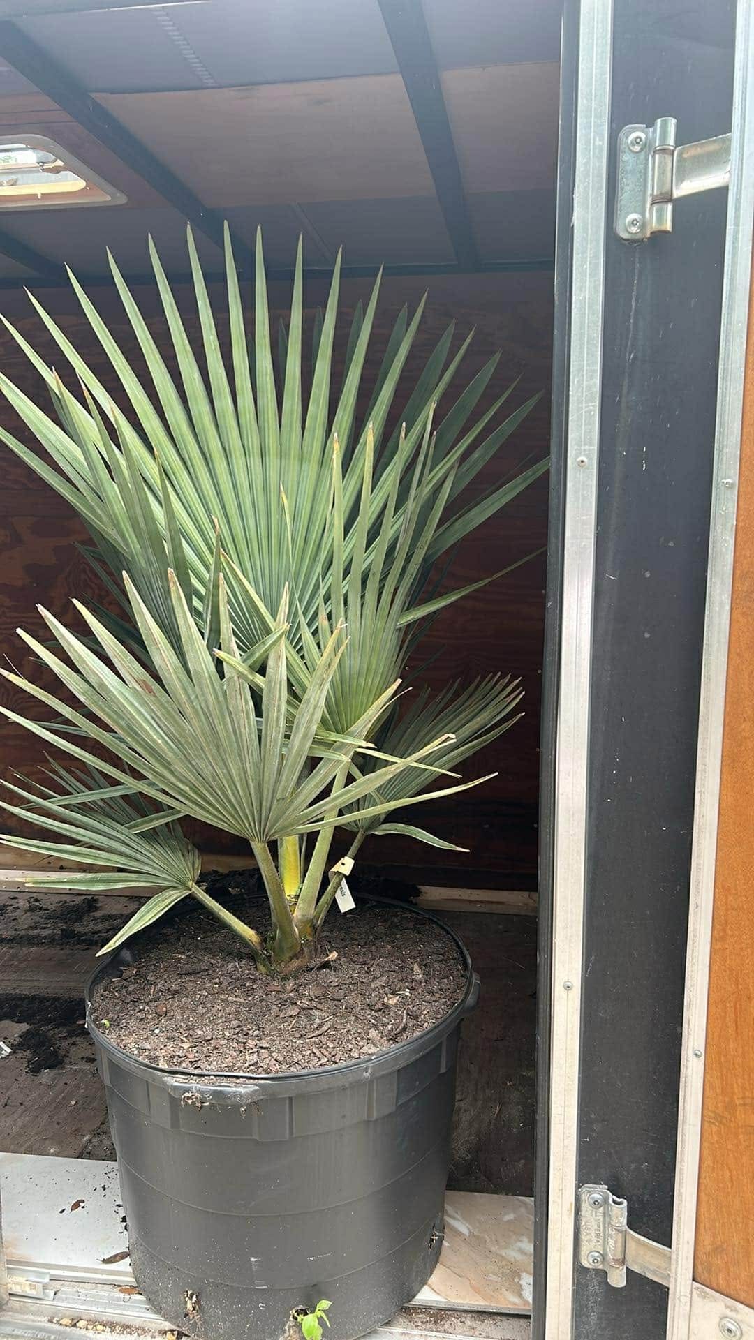 Copernicia fallaensis