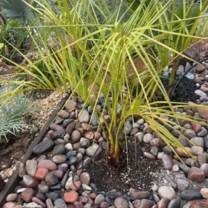 butia paraguayensis