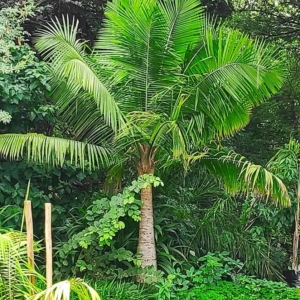 Ravenea rivularis in our garden Kavango east