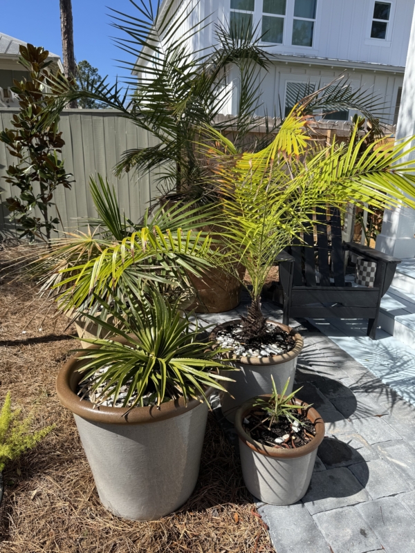 Copernicia macroglossa