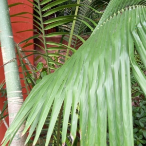 In a pot