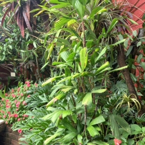 R. gracilis