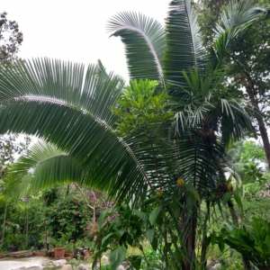 Attalea guacuyule Jalisco