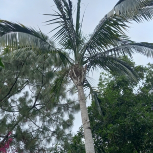 In Jalisco