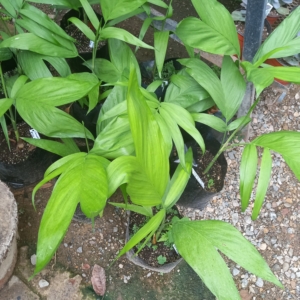 C. pochutlensis in nursery Jalisco