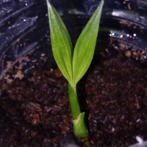 Bactris mexicana from Tabasco