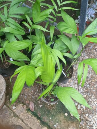 Chamaedorea pochutlensis