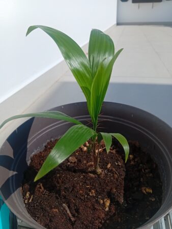 Bactris major var. major