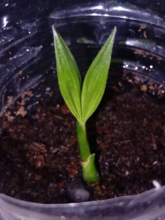 Bactris mexicana var. mexicana