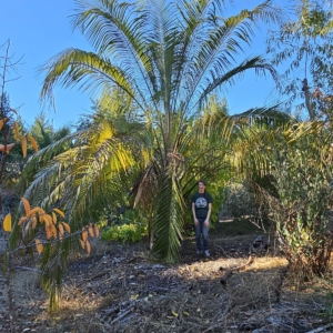 Butia odorata x Parajubaea torallyi var. torallyi