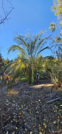 Butia odorata x Parajubaea torallyi var. torallyi
