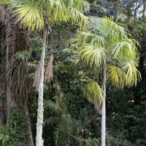 Puerto Rico botanical garden
