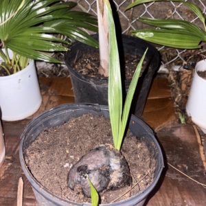 Seed from Florida growing in Puerto Rico. Germinated in 2 months and is growing fast