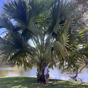 Talipot palm