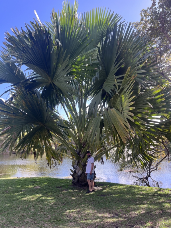 Corypha umbraculifera