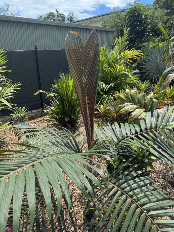 Dictyosperma album var. album