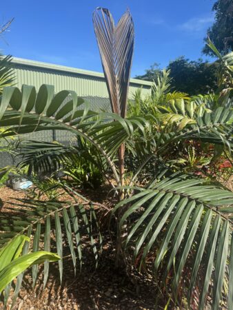 Dictyosperma album var. album