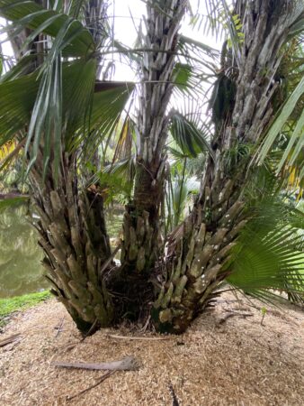 Copernicia glabrescens var. glabrescens