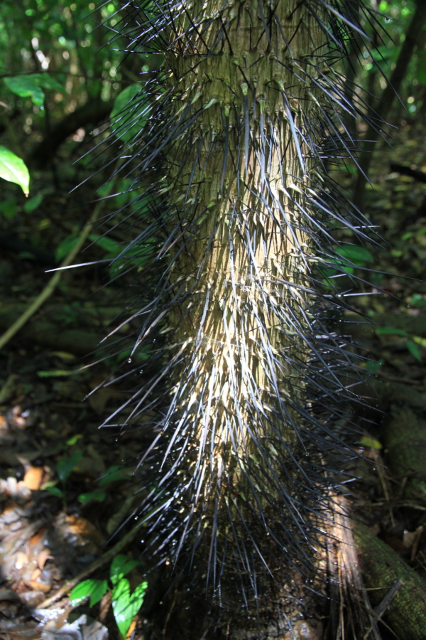 Aiphanes minima