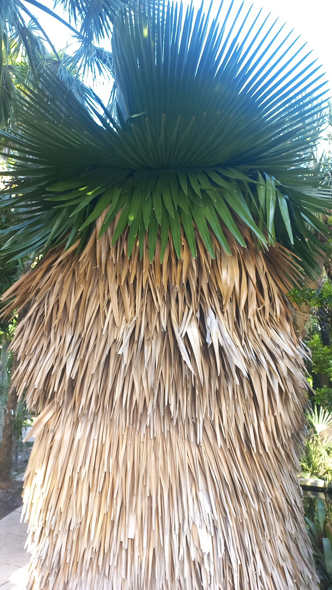Copernicia macroglossa