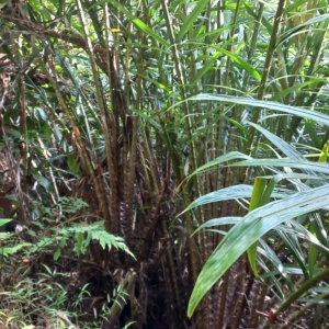 Wild Salak in Borneo
