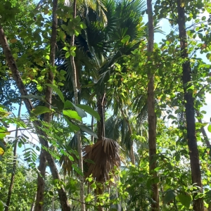 Kudai Palm in Home Garden